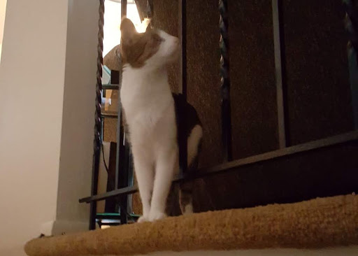 Pet Supply Store «PetSmart», reviews and photos, 156 Old Little Britain Rd, Newburgh, NY 12550, USA