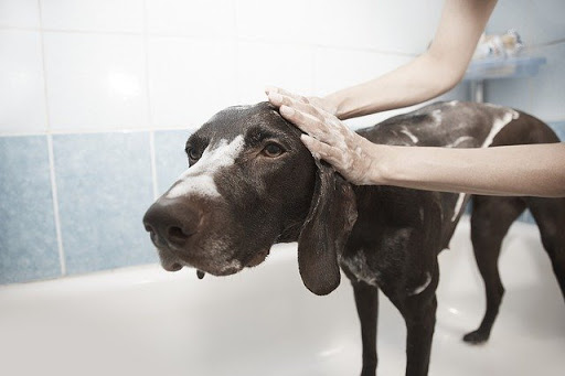 Canyon View Cares Veterinary Hospital image