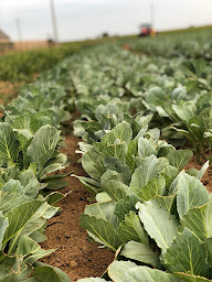 Photo n°3 de SAS BLAIZOT PRIMEURS à Saint-Vaast-la-Hougue ()