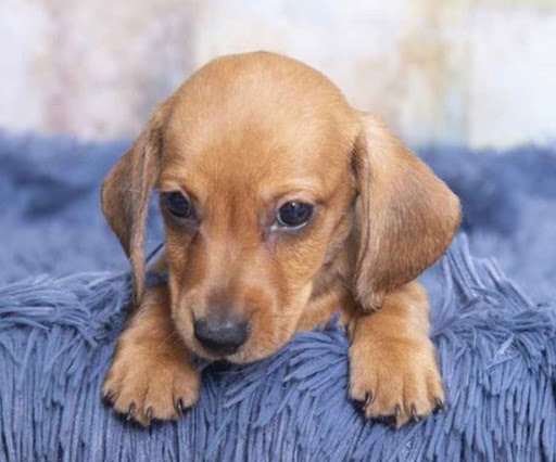 Pet Store «Pet Express», reviews and photos, 250 Granite St, Braintree, MA 02184, USA