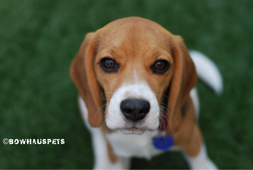 Dog Day Care Center «The Bowhaus Pet Company», reviews and photos, 2472 E Colorado Blvd, Pasadena, CA 91107, USA