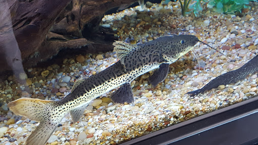 Tropical Fish Store «Optimum Aquarium», reviews and photos, 840 Ernest W Barrett Pkwy NW #700, Kennesaw, GA 30144, USA