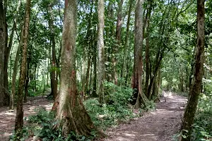Bugoma Central Forest Reserve image
