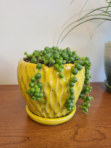 Florist «Urban Sense», reviews and photos, 5402 W Vliet St, Milwaukee, WI 53208, USA