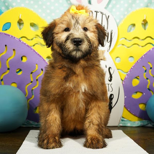 Pet Store «Pet Planet», reviews and photos, 11968 S Redwood Rd, Riverton, UT 84065, USA