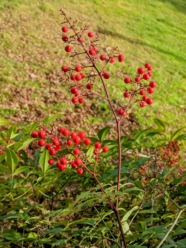 Park «Clyde Beach Park», reviews and photos, 2 92nd Ave NE, Bellevue, WA 98004, USA
