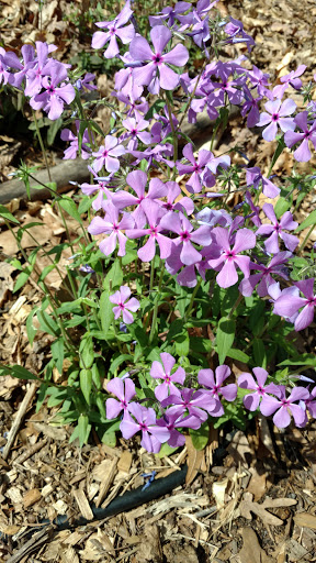 Nature Preserve «Fernbank Forest», reviews and photos, 767 Clifton Rd, Atlanta, GA 30307, USA