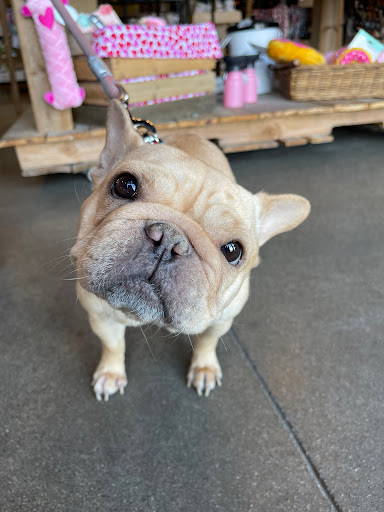 Pet Store «Shop Dog Boutique», reviews and photos, 5015 S Western Ave, Sioux Falls, SD 57108, USA
