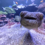 Photo n° 8 de l'avis de Martinez.o fait le 29/02/2024 à 16:27 pour Nausicaa Centre National De La Mer à Boulogne-sur-Mer