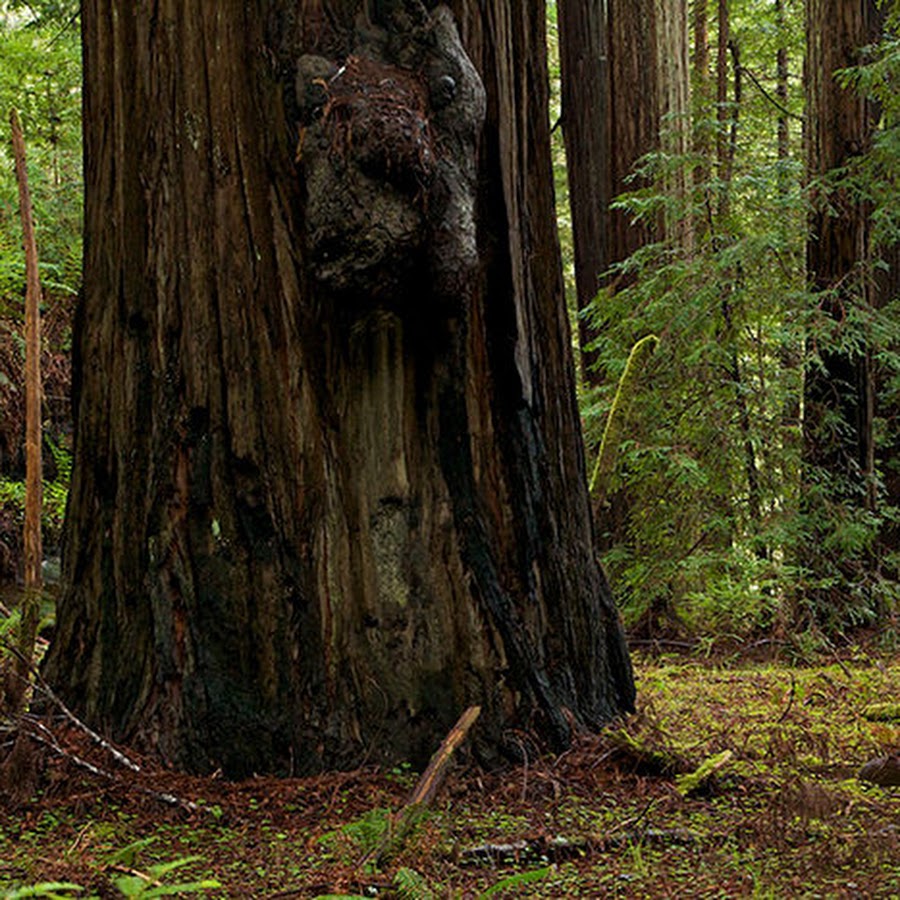 Montgomery Woods State Natural Reserve