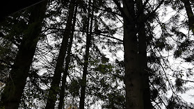 Brødemose Skov