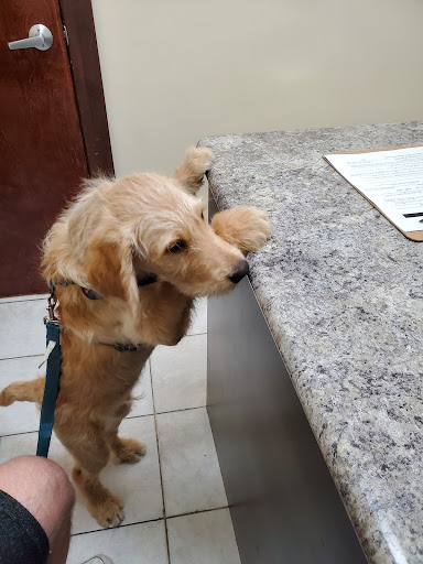 Animal Hospital of Bowmanville &(Home Euthanasia Services). image
