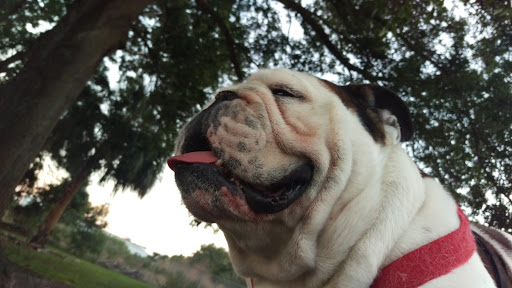 Dog Park «West Park», reviews and photos, 5812 N Occident St, Tampa, FL 33614, USA