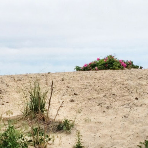 Park «Morse Park», reviews and photos, Morse Ave, West Haven, CT 06516, USA