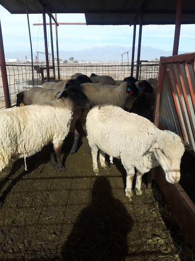 Meat Wholesaler «Lizze Custom Processing», reviews and photos, 7310 Pine Ave, Chino, CA 91708, USA