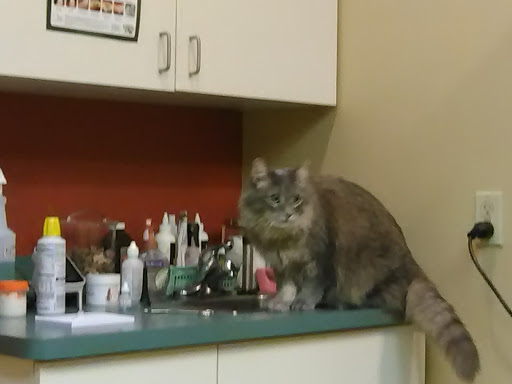 Pet Supply Store «Local Pet», reviews and photos, 415 Gettysburg St #1, Pittsburgh, PA 15206, USA