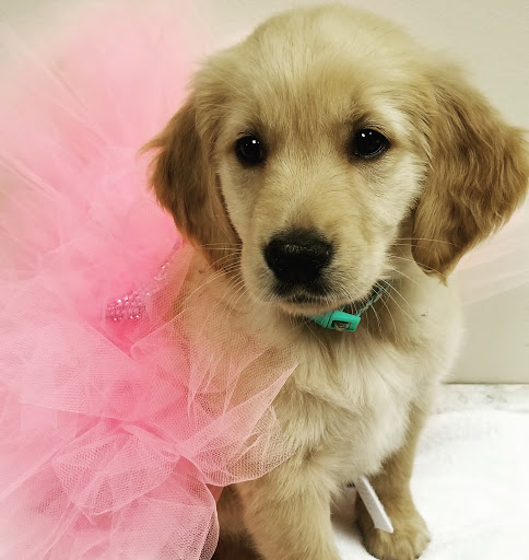 Pet Supply Store «EarthWise Pet Supply», reviews and photos, 7316 Yankee Rd, Liberty Township, OH 45044, USA