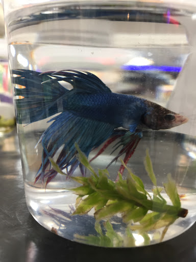 Pet Supply Store «Incredible Pets», reviews and photos, 4005 Manzanita Ave # 41, Carmichael, CA 95608, USA