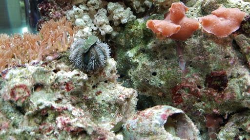 Pet Supply Store «Petco Animal Supplies», reviews and photos, 13701 Lakeside Cir, Sterling Heights, MI 48313, USA