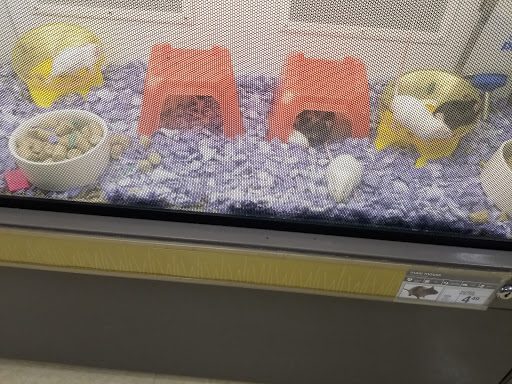 Pet Supply Store «Petco Animal Supplies», reviews and photos, 86 Storrs Rd, Mansfield Center, CT 06250, USA