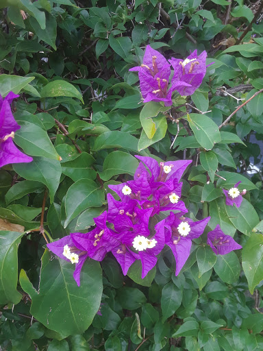 Tea House «Brambles English Tea Room», reviews and photos, 340 5th Ave S, Naples, FL 34102, USA