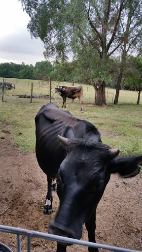 Golf Course «Mc Gregor-Links Country Club», reviews and photos, 359 Northern Pines Rd, Wilton, NY 12831, USA