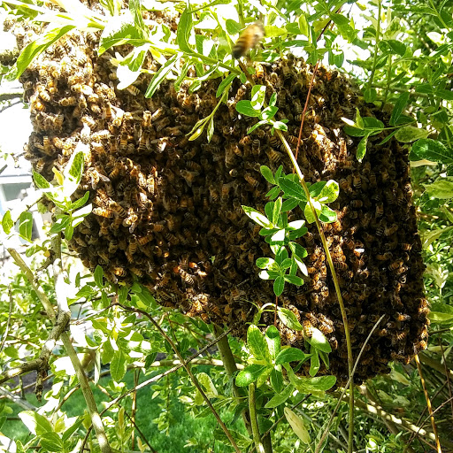 Plan Bees -- Honey Bee Rescue -- Local Eugene Beekeeper