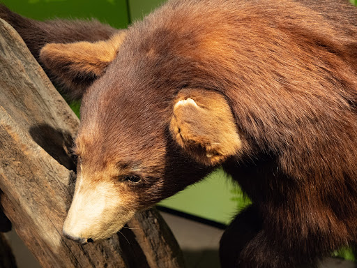 Museum «EcoTarium», reviews and photos, 222 Harrington Way, Worcester, MA 01604, USA