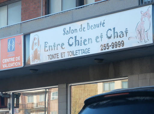 Salon De Beaute Entre Chien Et Chat