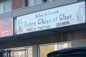 Toilettage Entre Chien et Chat