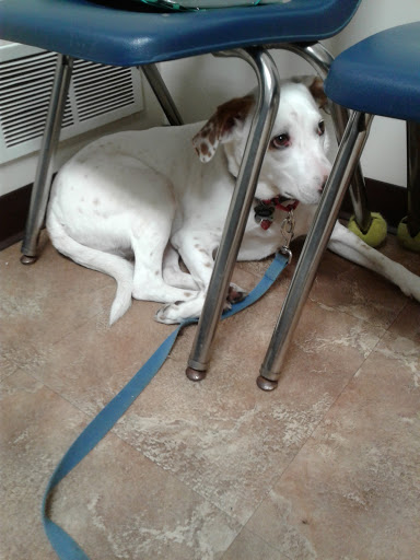 Waterloo Animal Hospital