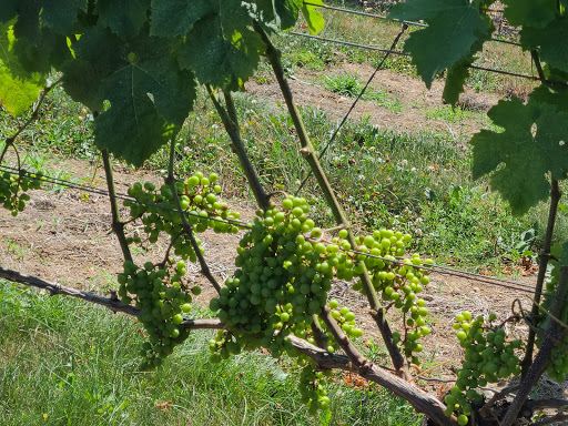 Winery «Kontokosta Winery», reviews and photos, 825 North Rd, Greenport, NY 11944, USA