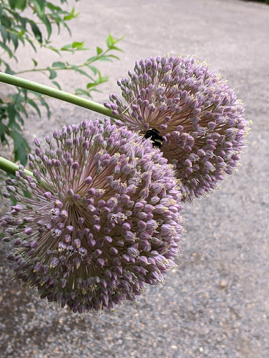 Museum «Deepwood Museum & Gardens», reviews and photos, 1116 Mission St SE, Salem, OR 97302, USA