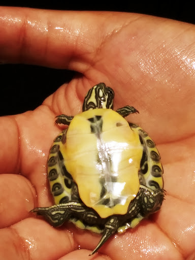 Pet Supply Store «Pet Bazaar», reviews and photos, 490 FL-436, Casselberry, FL 32707, USA