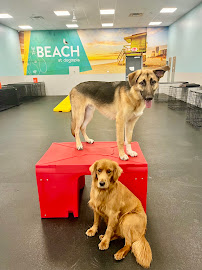 Dogtopia of Daybreak - Photo 6 - Car repair in South Jordan, UT, West Valley City