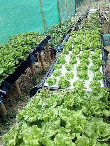 Opinii despre Invernadero Hidropónico "Hidrovida En Cristo" în Jaén - Centro de jardinería