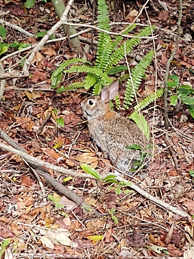 Park «Hammock Park», reviews and photos, 1945 San Mateo Dr, Dunedin, FL 34698, USA