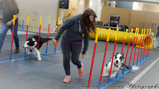 Dog trainer Québec