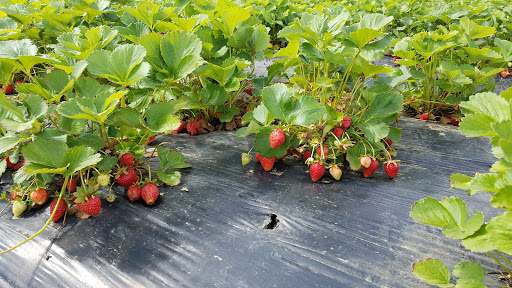 Produce Market «Boones Ferry Berry Farms», reviews and photos, 19602 NE Boones Ferry Rd, Hubbard, OR 97032, USA