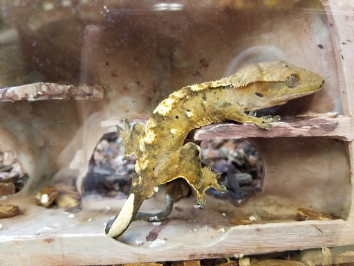 Pet Supply Store «Petco Animal Supplies», reviews and photos, 22000 Dulles Retail Plaza #110, Sterling, VA 20166, USA