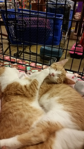 Pet Supply Store «PetSmart», reviews and photos, 4540 Grape Rd, Mishawaka, IN 46545, USA