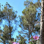 Photo n° 9 de l'avis de jocelyne.o fait le 17/05/2023 à 17:39 pour Parking de la Caume à Saint-Rémy-de-Provence