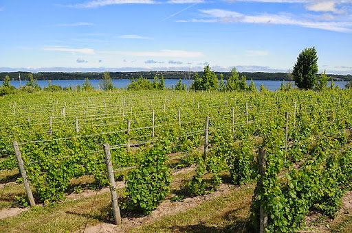 Winery «Bel Lago Vineyards & Winery», reviews and photos, 6530 S Lake Shore Dr, Cedar, MI 49621, USA