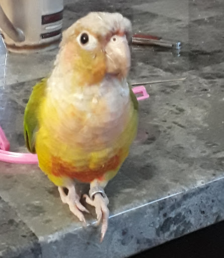 Pet Store «Petland», reviews and photos, 920 Hebron Rd, Heath, OH 43056, USA