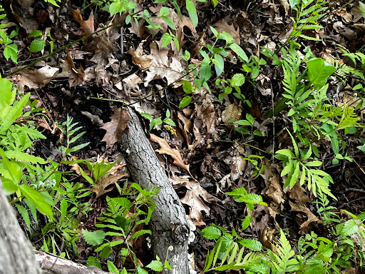 Park «Seton Falls Park», reviews and photos, E 233rd St, Bronx, NY 10466, USA