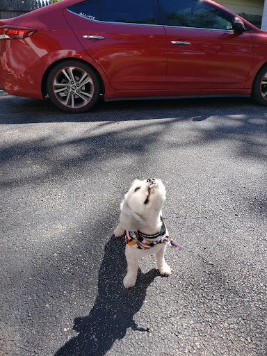 Pet Supply Store «Petco Animal Supplies», reviews and photos, 160 S Mannheim Rd #100, Hillside, IL 60162, USA