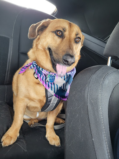 Pet Supply Store «PetSmart», reviews and photos, 3340 FM 544 Ste 800, Wylie, TX 75098, USA