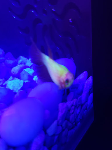 Pet Supply Store «PetSmart», reviews and photos, 482 Stillwater Ave Ste 2A, Bangor, ME 04401, USA