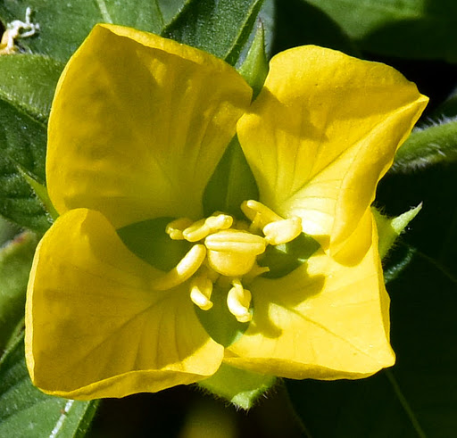 Nature Preserve «Forever Wild Trails», reviews and photos, 384 Narcisse Drive, Dothan, AL 36305, USA