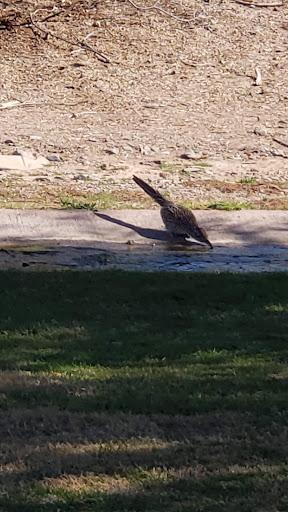 Public Golf Course «Rolling Hills Golf Course», reviews and photos, 1415 N Mill Ave, Tempe, AZ 85281, USA